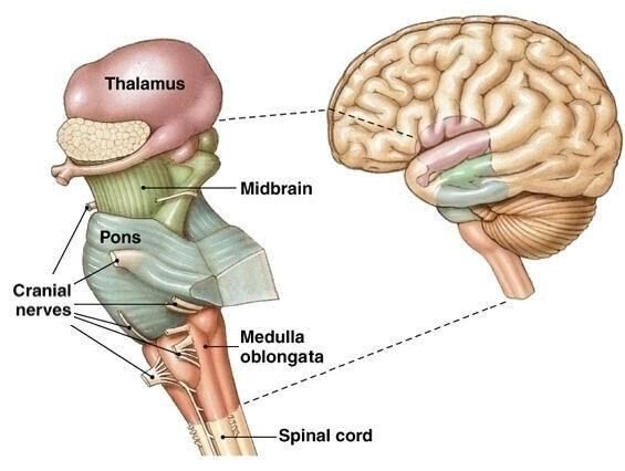 Anatomical illustration of the brainstem — thalamus, midbrain, pons, and medulla oblongata — with an inset showing its position in the whole brain.