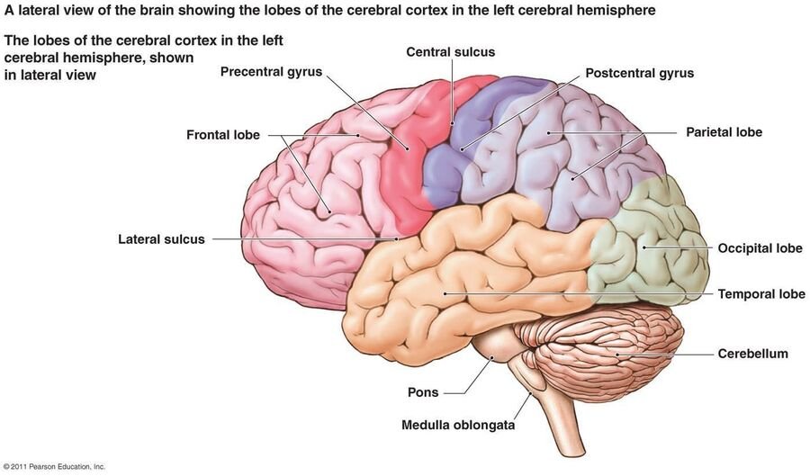 Lateral view of the left cerebral hemisphere with the four lobes color-coded: frontal, parietal, temporal, and occipital, plus the central sulcus and cerebellum.