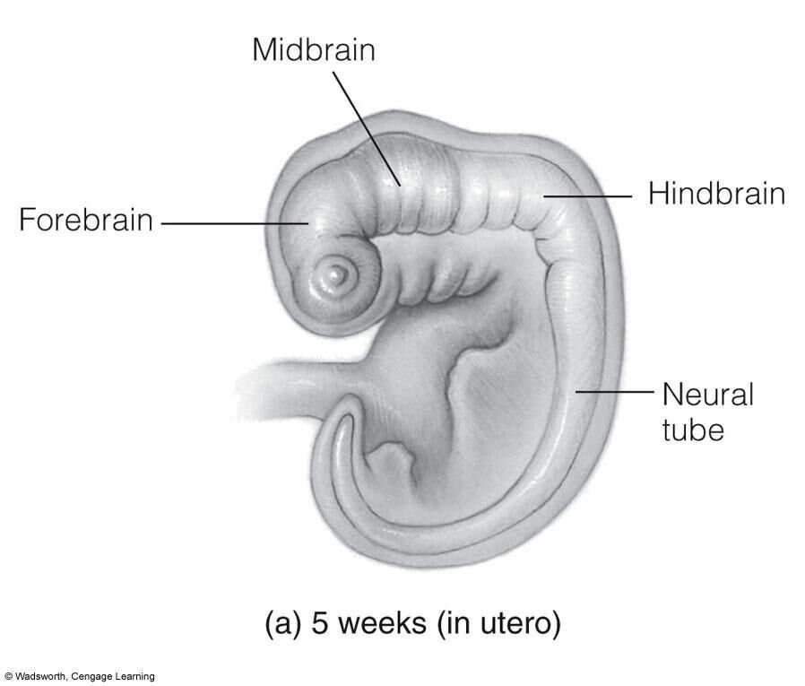 Illustration of a human embryo's brain at 5 weeks in utero, labeled forebrain, midbrain, hindbrain, and neural tube.