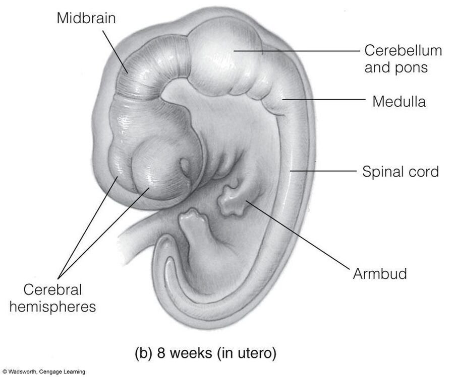 Illustration of a human embryo's brain at 8 weeks in utero, labeled cerebral hemispheres, midbrain, cerebellum and pons, medulla, and spinal cord.