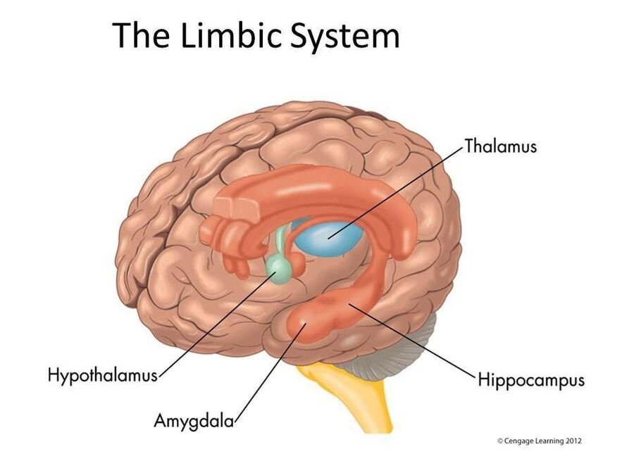 Illustration of the limbic system inside a transparent brain: thalamus, hypothalamus, amygdala, and hippocampus labeled.