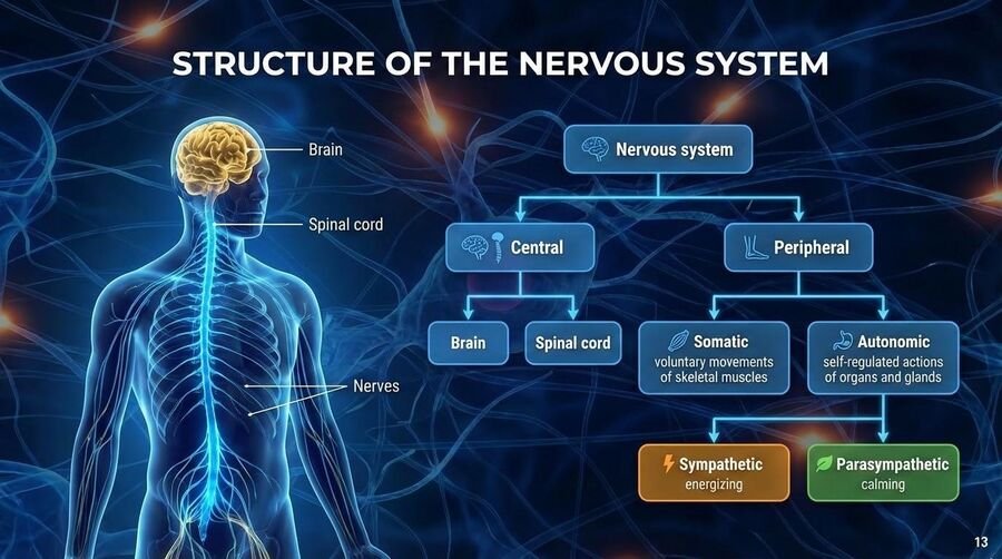 Diagram of the nervous system divided into central (brain and spinal cord) and peripheral (somatic and autonomic), with the autonomic branch splitting into sympathetic and parasympathetic.