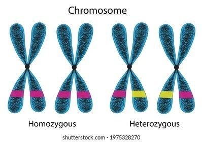 Diagram contrasting a homozygous chromosome pair (matching colored bands) with a heterozygous pair (differing bands).