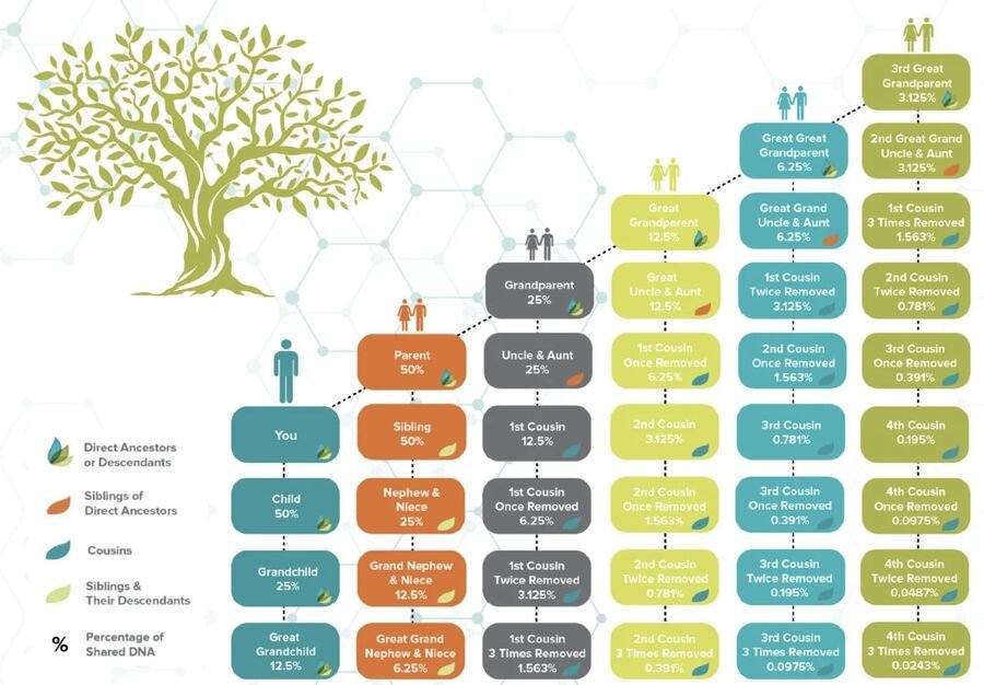 Infographic of a family tree showing the percentage of DNA shared with each relative: parent and sibling 50%, grandparent and aunt/uncle 25%, first cousin 12.5%, and so on.