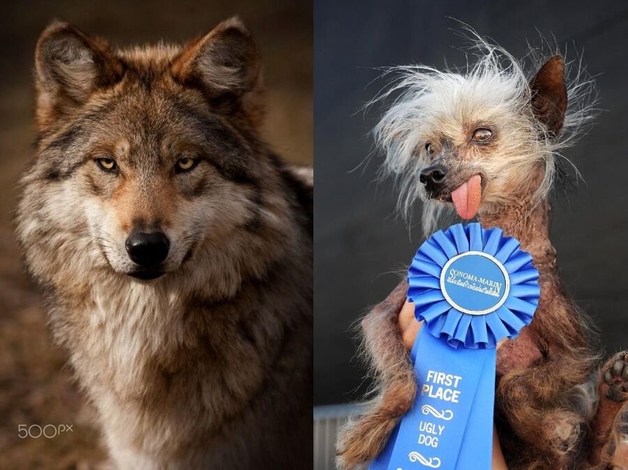 Side-by-side photos: a gray wolf on the left and a nearly hairless Chinese Crested dog holding a first-place 'ugly dog' ribbon on the right.