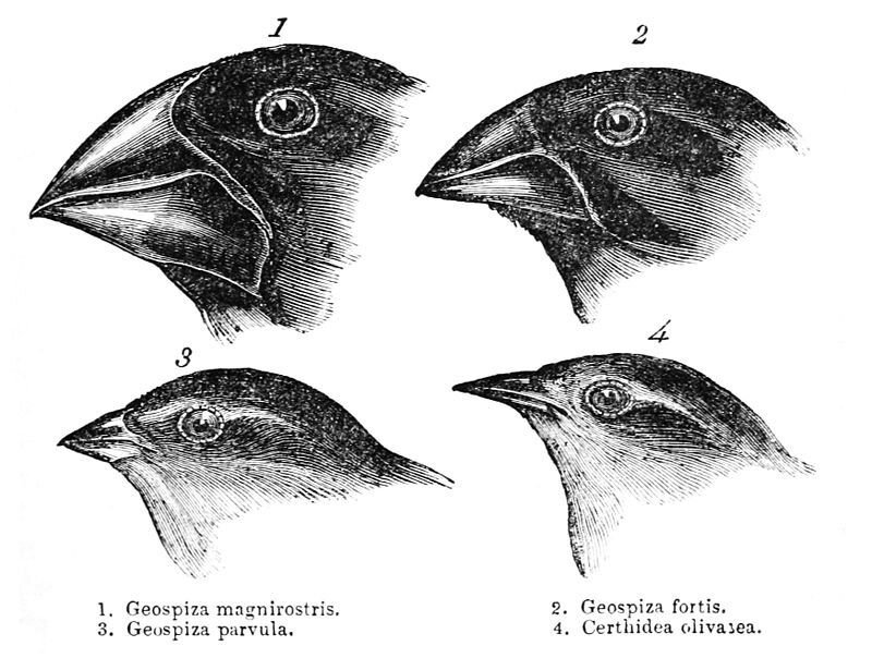 Engraving of four Galápagos finch heads showing different beak shapes and sizes.