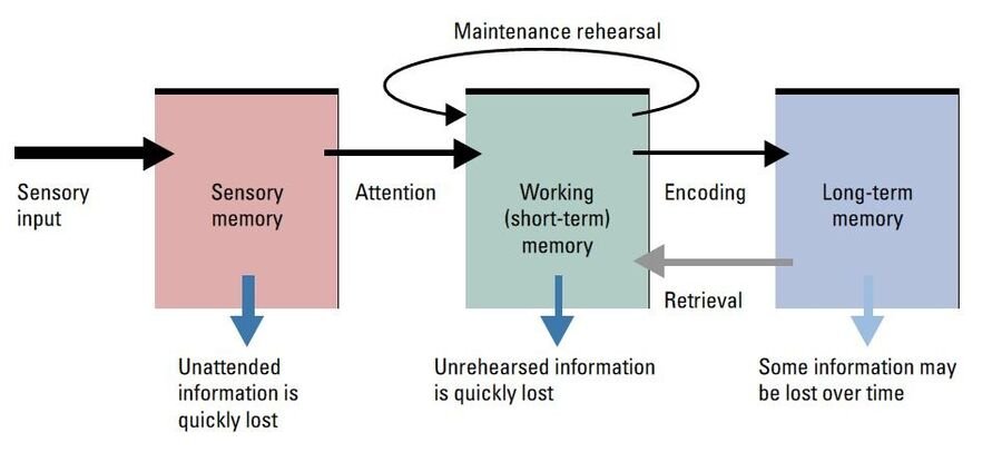 Flow diagram of the modal model: sensory input to sensory memory, then via attention to working (short-term) memory with a maintenance-rehearsal loop, then via encoding to long-term memory, with retrieval feeding back and loss arrows at each stage.