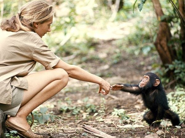 Jane Goodall crouching in a forest, extending her hand toward a young wild chimpanzee that reaches back to touch it.