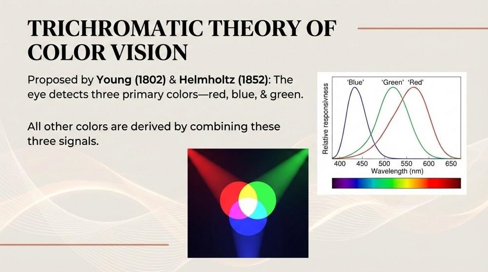Slide on the trichromatic theory of color vision, proposed by Young in 1802 and Helmholtz in 1852: the eye has three cone types tuned to red, blue, and green light, shown by three overlapping sensitivity curves across the visible wavelengths and an RGB color-mixing diagram.