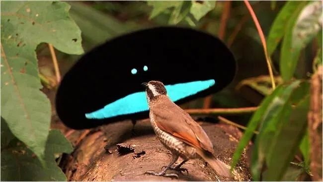 A male bird-of-paradise spreading its cape into a black oval with an iridescent blue chest band, displaying to a female perched in front.
