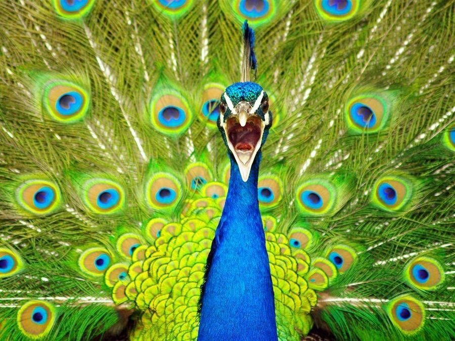 A male peacock seen head-on, iridescent blue neck raised in front of its fully fanned green-and-blue eyespot train.