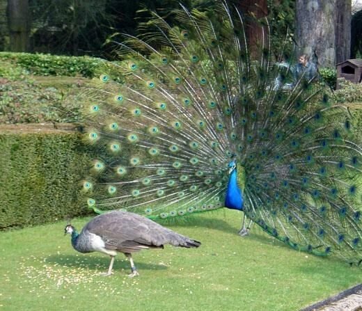 A male peacock with its train fully fanned in a garden while a peahen walks in front of it, facing away.