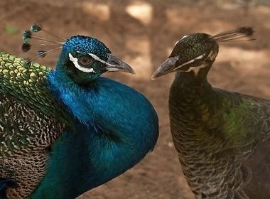 Close-up of an iridescent blue-and-green male peacock's head facing a muted brown peahen.