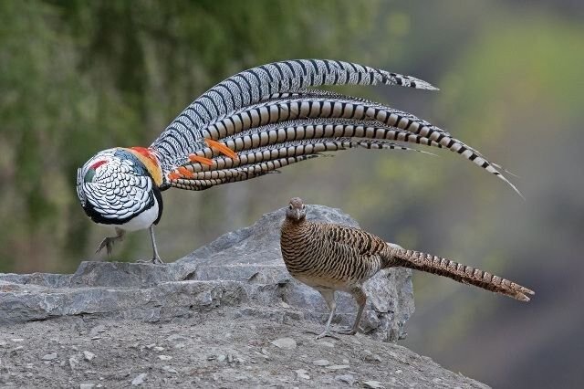 A brilliantly patterned male Lady Amherst's pheasant with a long barred tail beside a plain brown female on rocks.