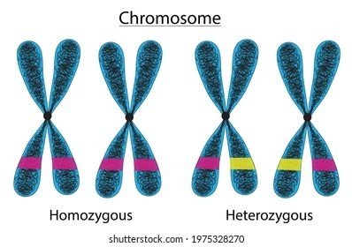 Diagram comparing homozygous and heterozygous chromosome pairs with colored allele bands.
