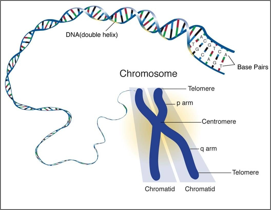 Diagram tracing the DNA double helix down to a single chromosome, labeling telomere, centromere, and chromatid.
