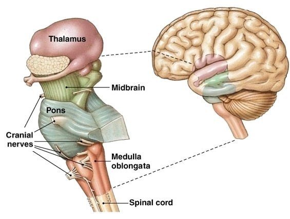 Anatomical illustration of the brainstem showing thalamus, midbrain, pons, medulla oblongata, and spinal cord.