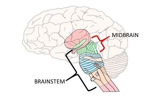 Translucent brain with the brainstem and midbrain highlighted.