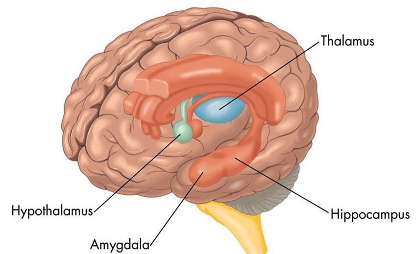 Cutaway brain labeling the thalamus, hypothalamus, amygdala, and hippocampus.