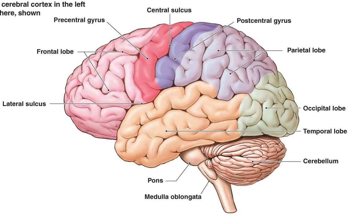 Lateral view of the cerebral cortex with the frontal, parietal, temporal, and occipital lobes and major sulci labeled.