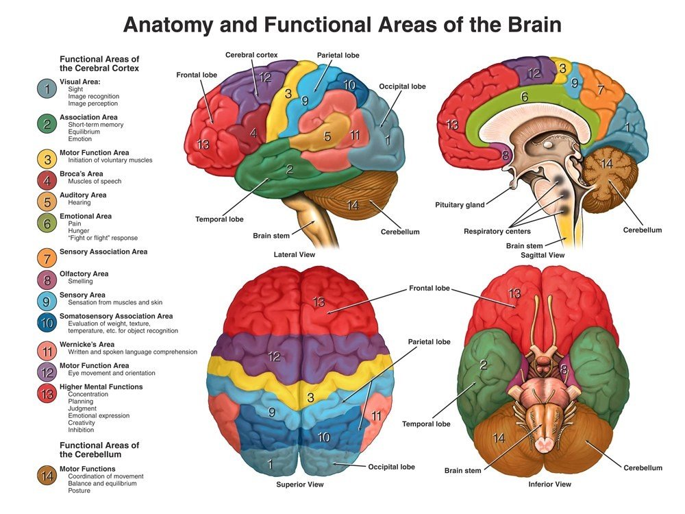 Multi-panel diagram of the anatomy and functional areas of the brain.