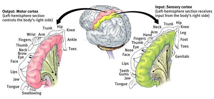 Motor and sensory homunculus mapped onto sections of the motor and sensory cortex.