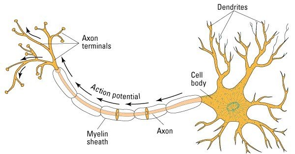 Labeled diagram of a neuron showing dendrites, cell body, axon, and myelin sheath with the direction of the action potential.