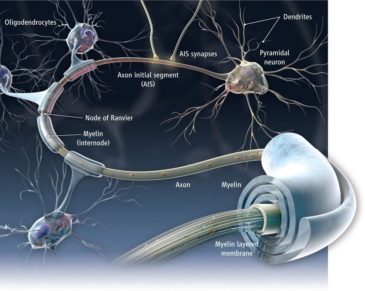 Detailed illustration of an axon wrapped in myelin, with oligodendrocytes and nodes of Ranvier labeled.