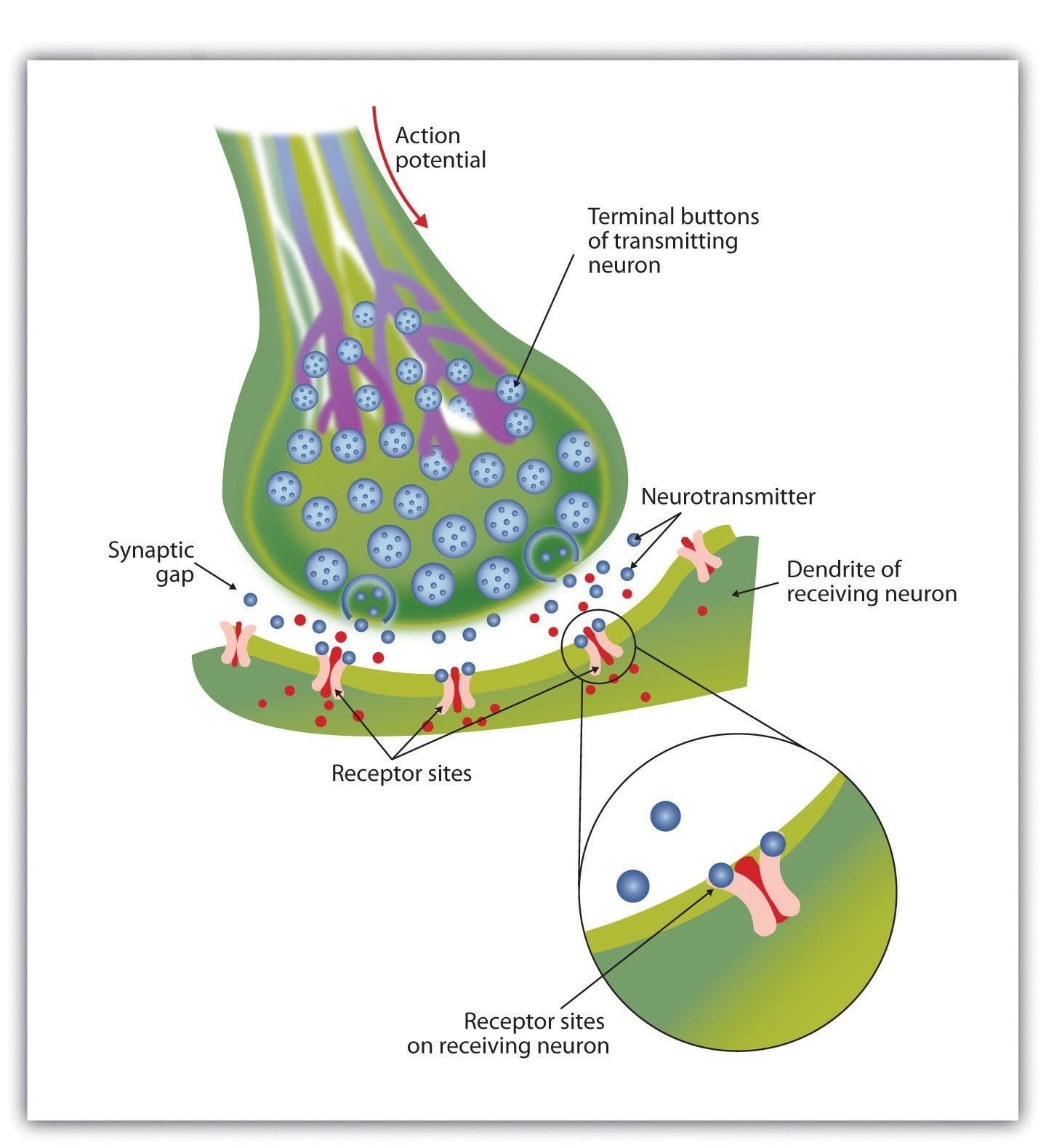 Diagram of a synapse showing terminal buttons, synaptic gap, neurotransmitters, and receptor sites.
