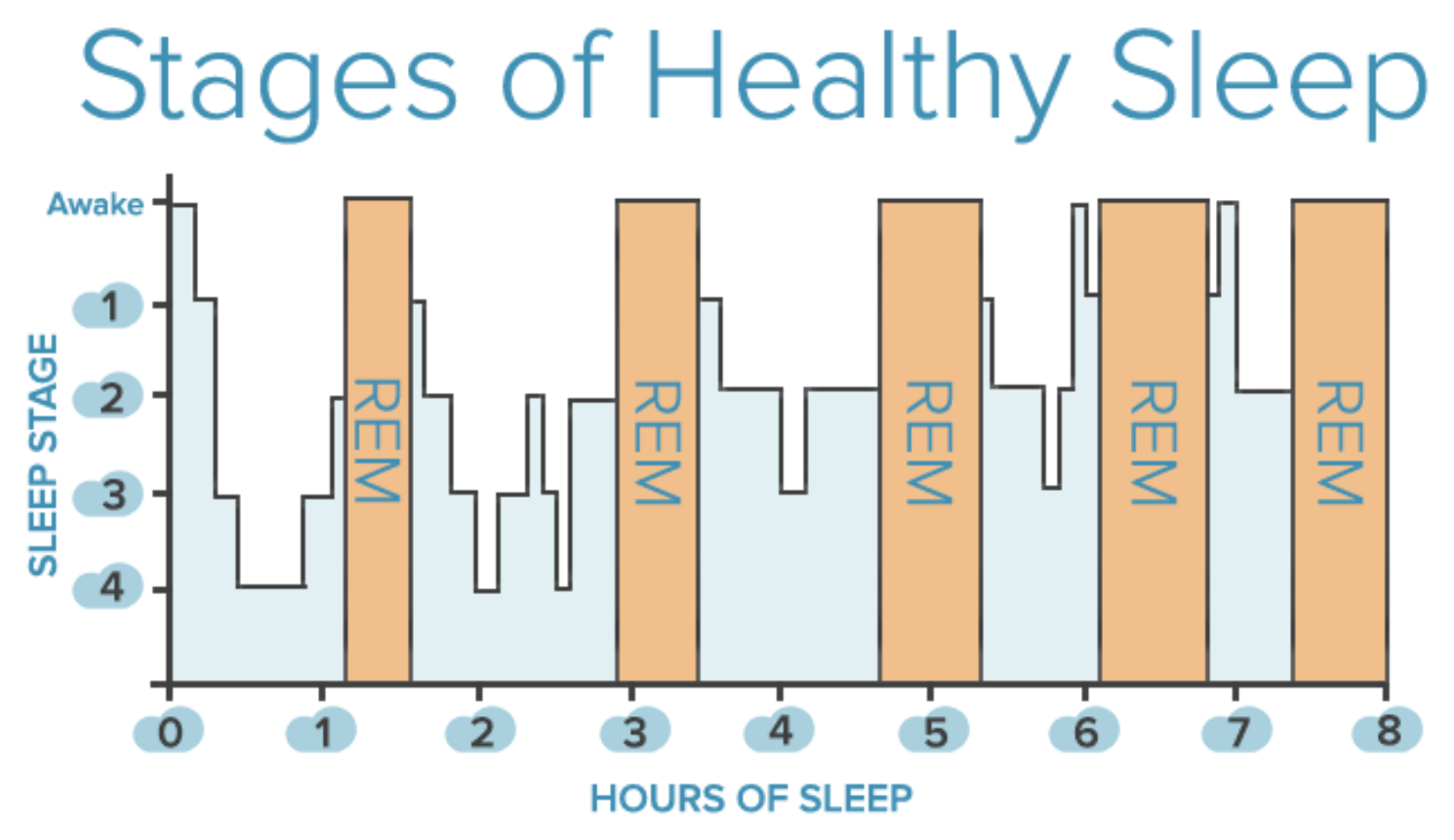 Hypnogram of eight hours of healthy sleep. The line descends quickly to Stage 4 in the first hour, returns toward the surface for a REM period near hour one and a half, and repeats about every 90 minutes; deep Stage 3 and 4 sleep appears mostly in the first three hours while REM blocks grow longer toward morning.